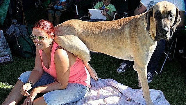 Som barn blev Maibritt af en stor - nu kan hun ikke leve uden sine 60 kilo hunde | TV SYD