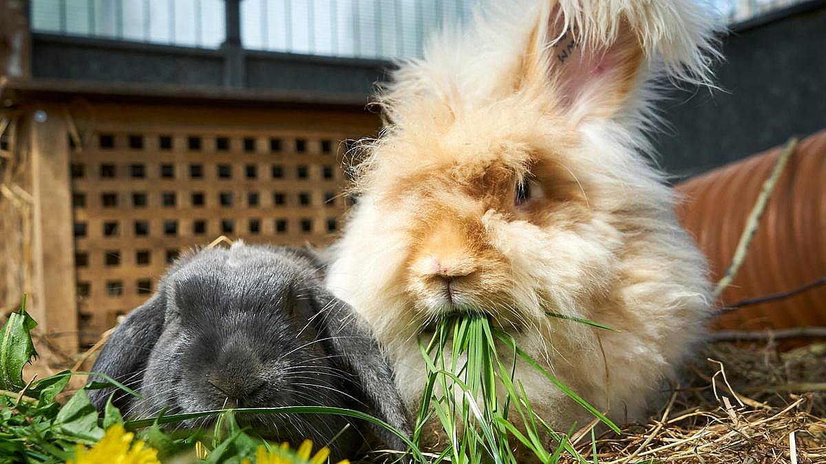 Dyreværnsorganisation: Kaniner misforstås alt for ofte deres ejere TV