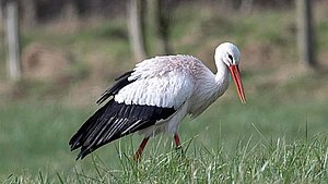 Forvist stork finder ro i tysk rede