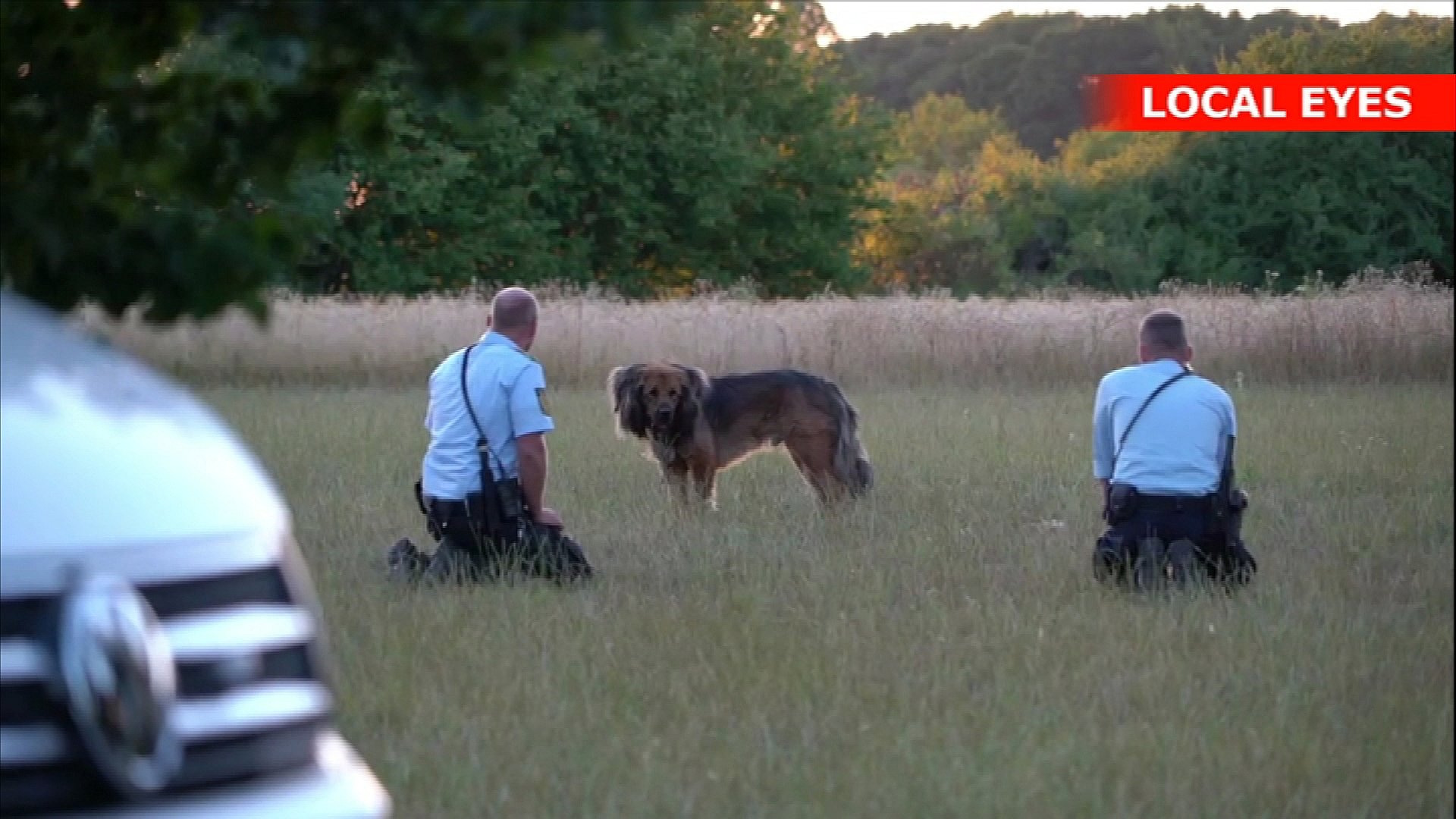 Fremskynde Virkelig praktisk Aggressiv hund bedøvet under eftersøgning - nu er den aflivet | TV SYD