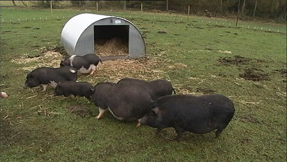 seks hængebugsvin har fået nye hjem | TV SYD