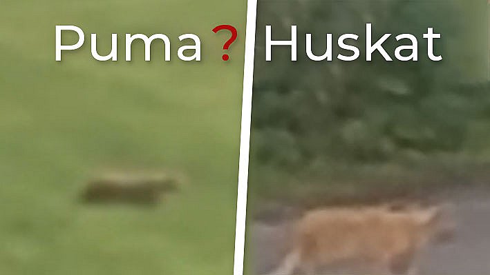 sikker i sin sag: Puma var ikke en puma en kat TV SYD