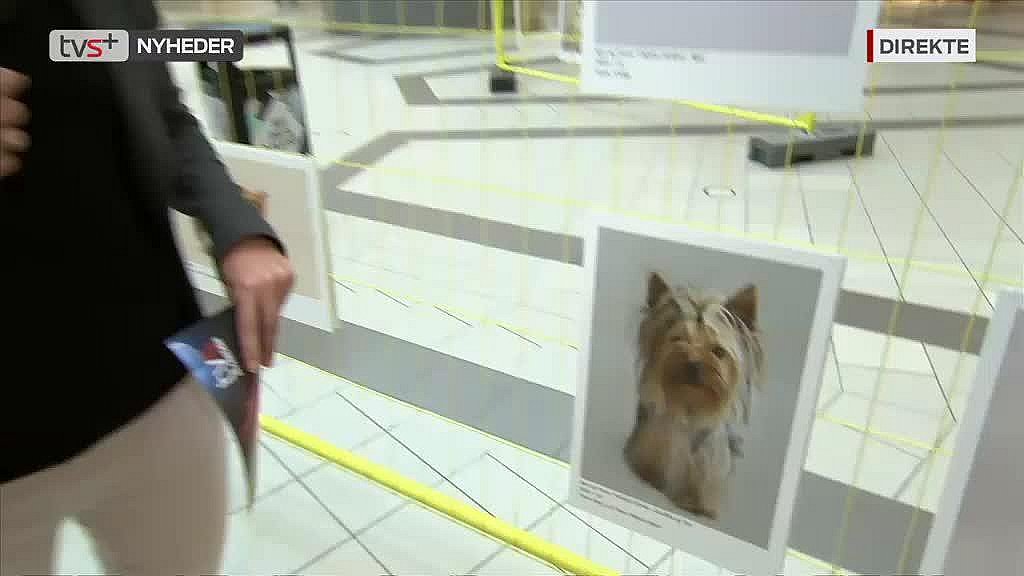 380 hunde udstilles Kolding Storcenter | TV SYD