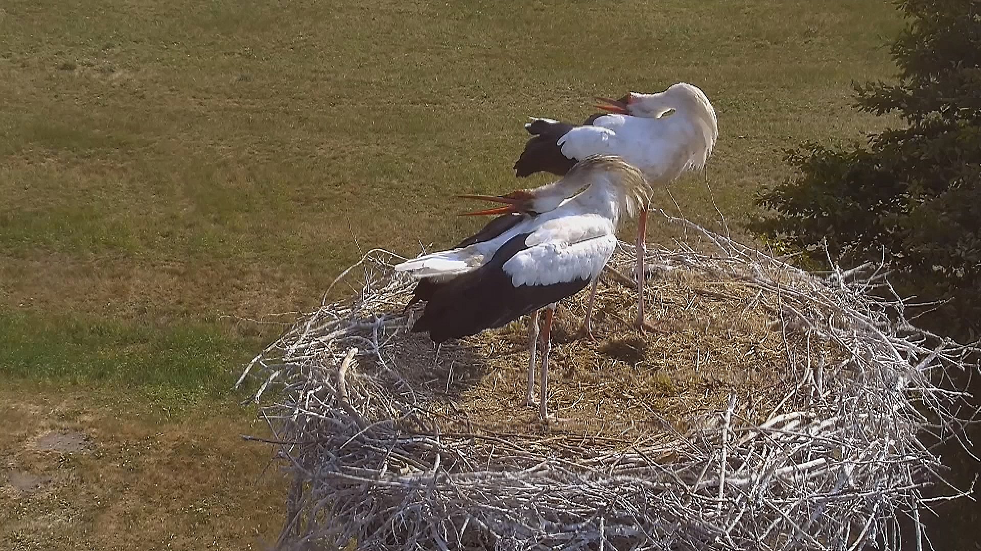 Storken Er En Dejlig Flyver | TV SYD