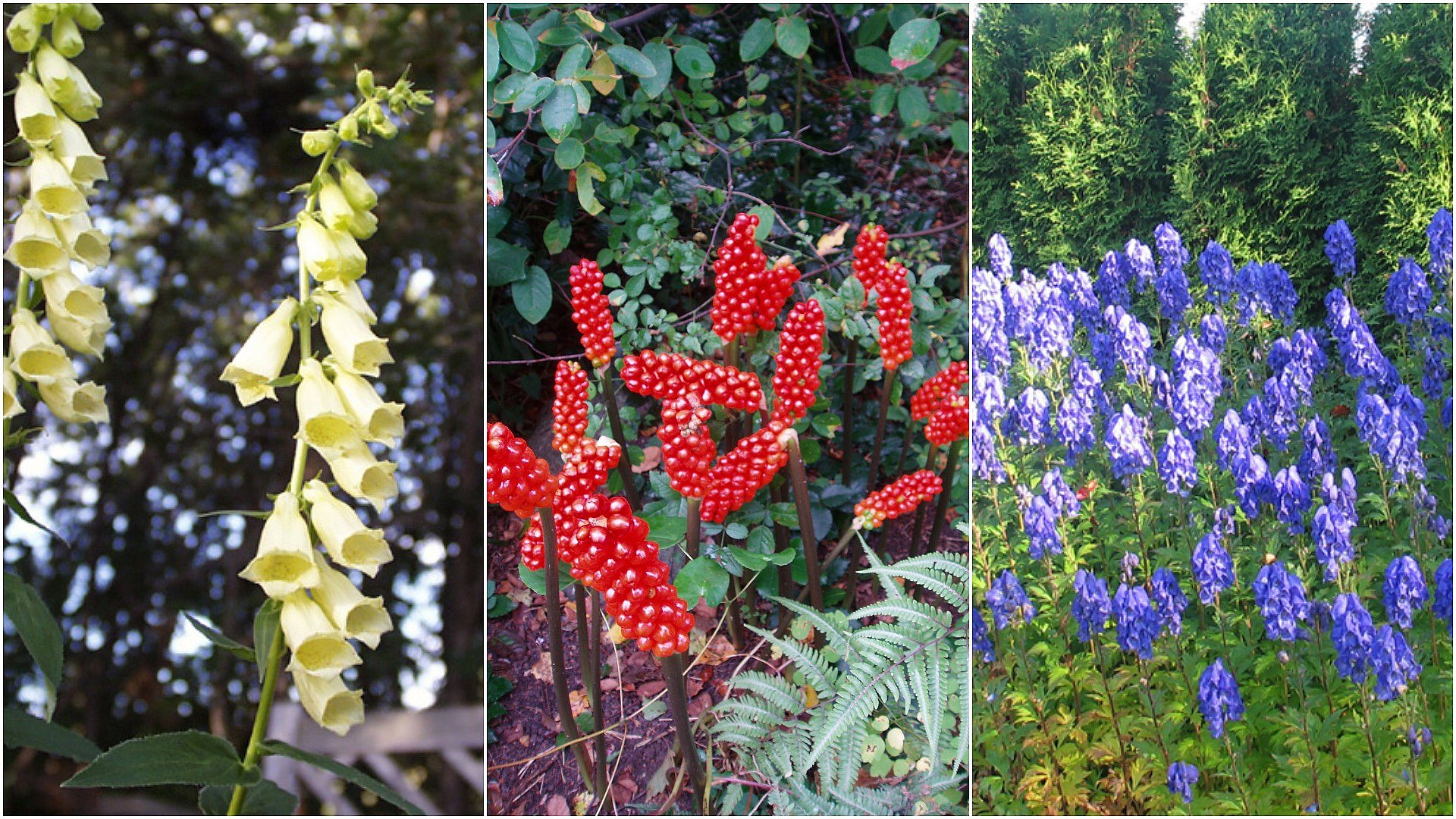 Her er de blomster Danmark - og sådan føles nogle af dem | TV SYD