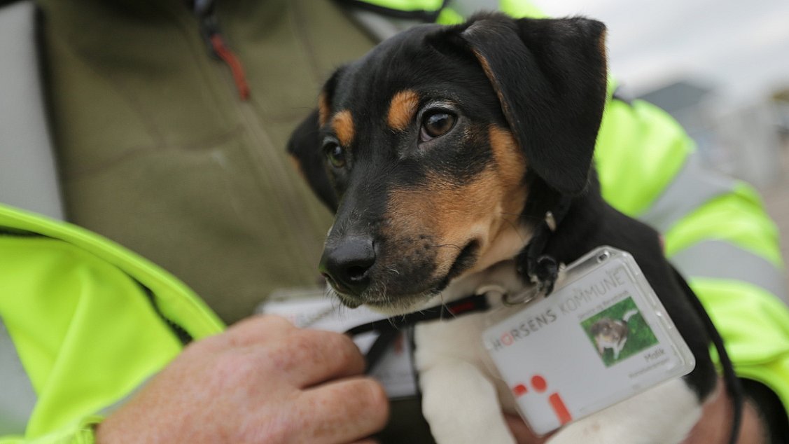 Historiker Potentiel dagbog Hund på 11 uger opsnuser rotter | TV SYD