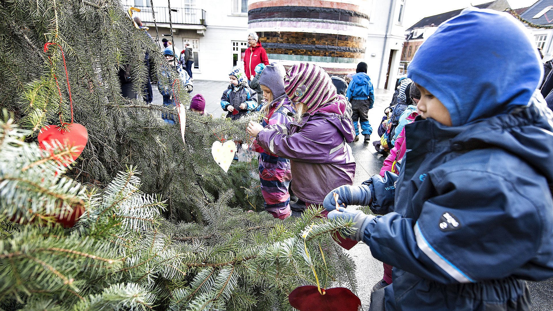 Årets juletræer: Kvaliteten er i top, men hvilket træ du vælge? TV SYD