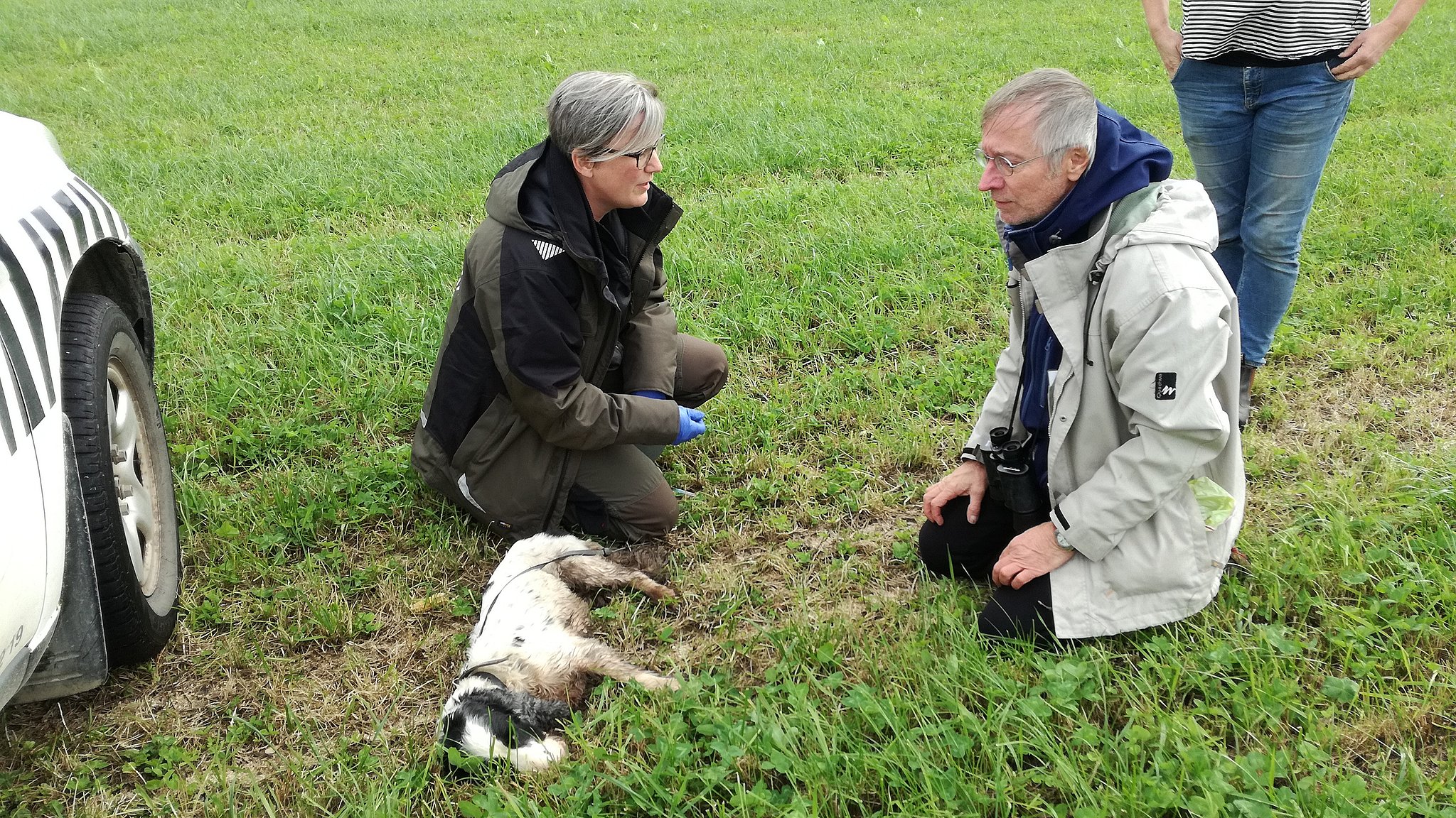 tilfældig Bedst Efternavn Givskud Zoo i aktion: Forsvunden fransk hund nu forenet med sin ejer | TV  SYD