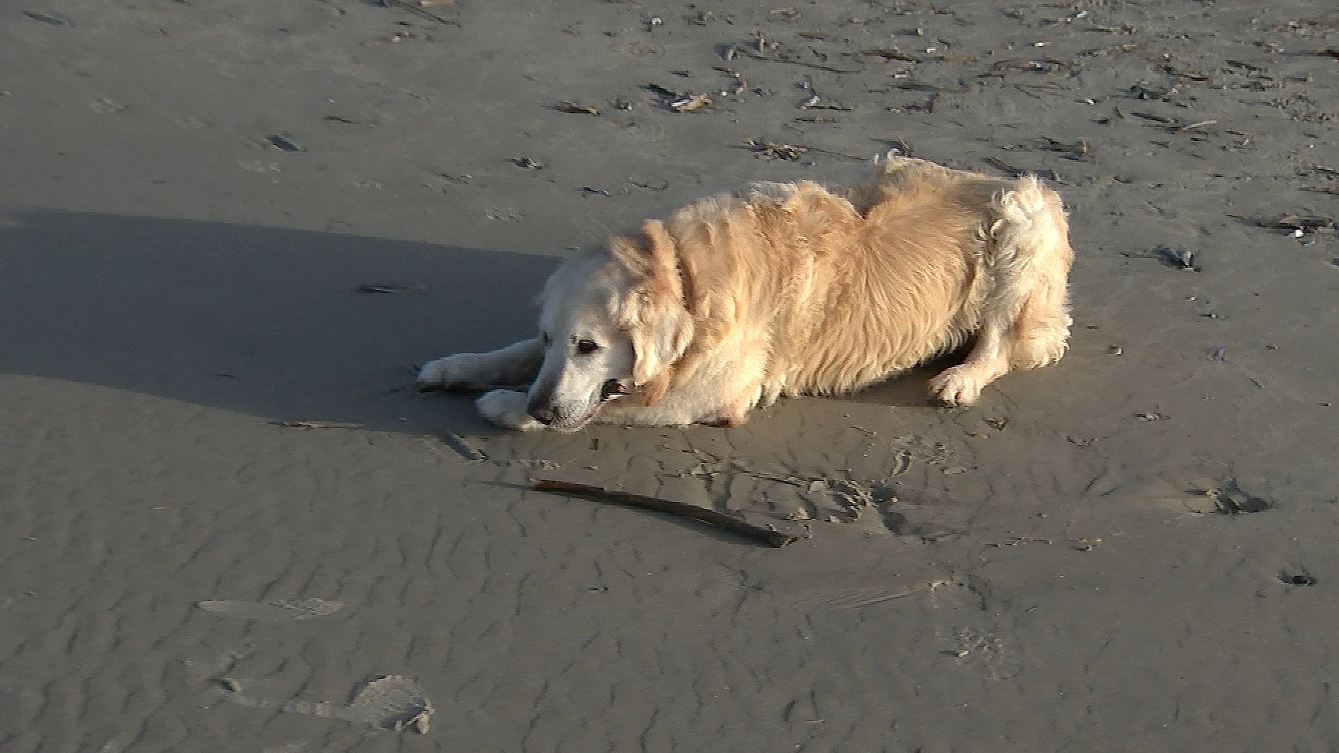 er hunden altid velkommen på stranden | TV