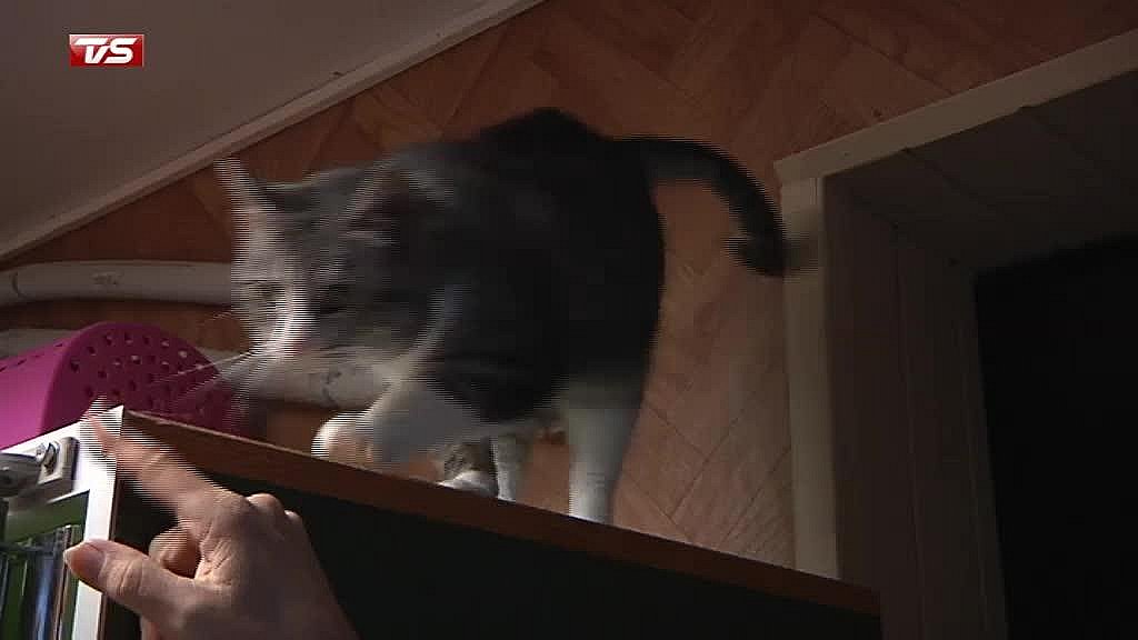 skat nedbryder Endeløs 75 katte risikerer at lade livet | TV SYD