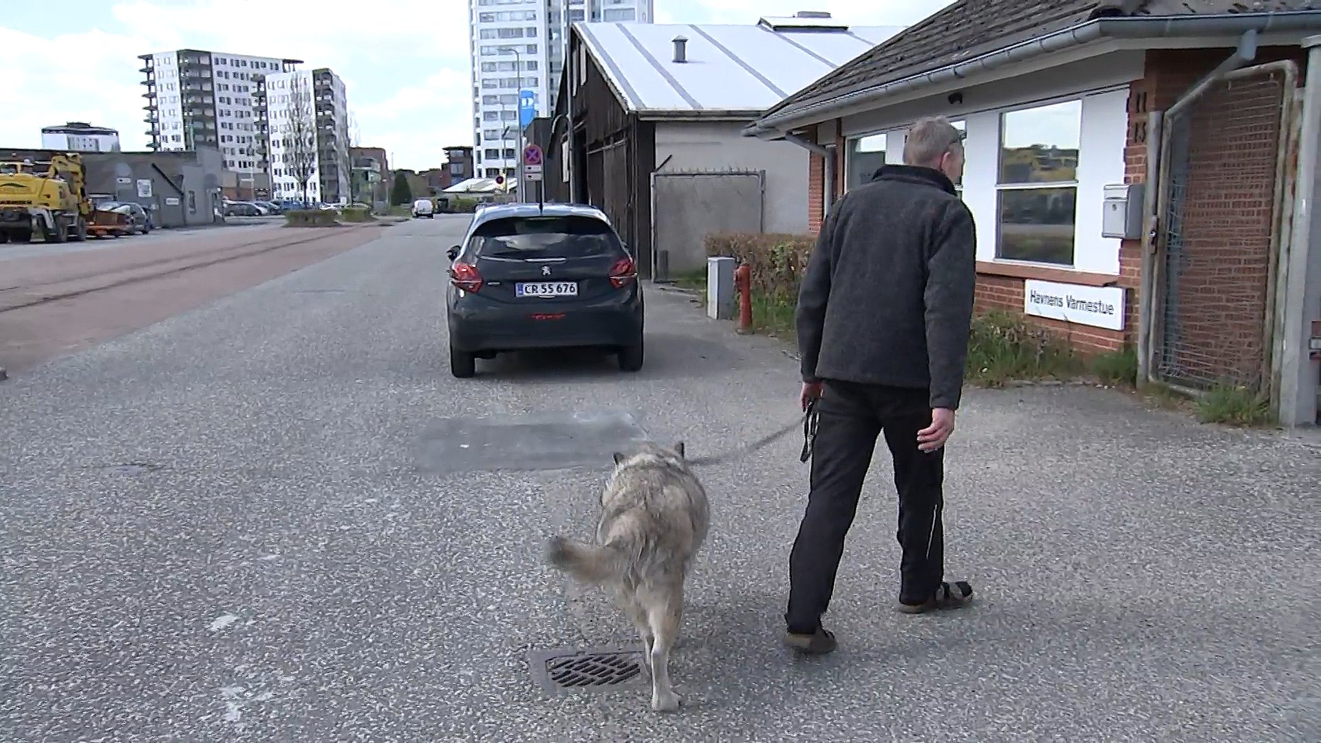 elefant Evaluering Risikabel Ulven på havnen var hunden Max | TV SYD