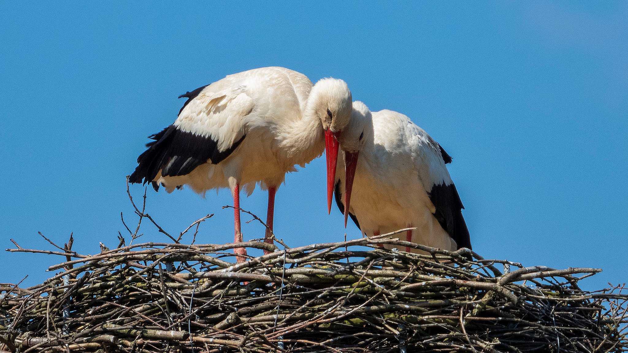 voksenalderen ært til eksil Stork, stork langeben - hvorfor er du så elsket? | TV SYD